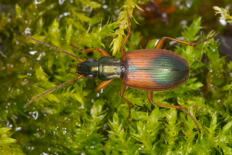Anchomenus dorsalis (Pontoppidan, 1763) &copy; Maries Elemans