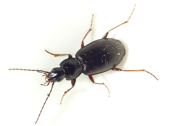 Agonum fuliginosum (Panzer, 1809) &copy; Dick Belgers