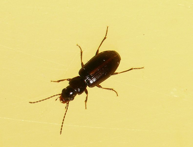 Acupalpus exiguus Dejean, 1829 &copy; Dick Belgers