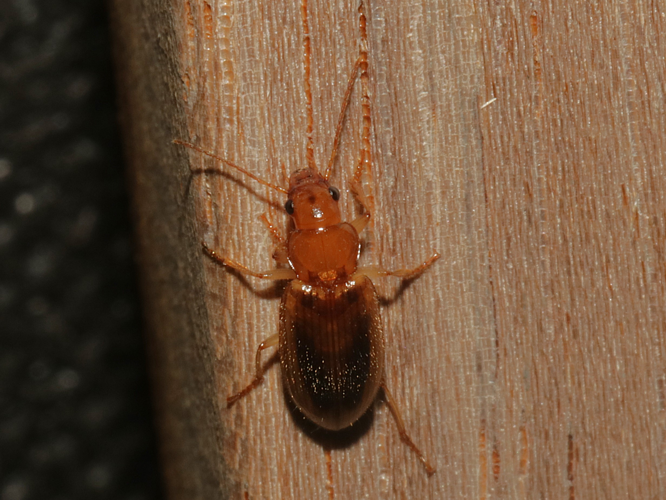 Dicheirotrichus obsoletus (Dejean, 1829) &copy; Petra Fleurbaaij