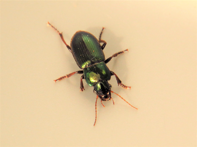 Harpalus affinis (Schranck, 1781) &copy; Martien van den Heuvel