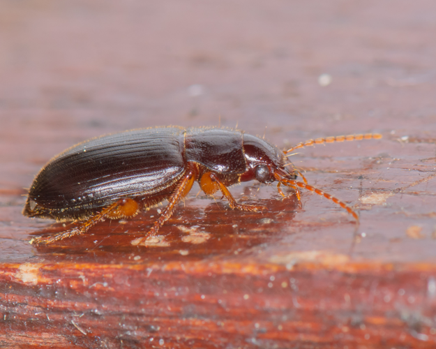Ophonus rufibarbis (Fabricius, 1792) &copy; Wijnand van Buuren