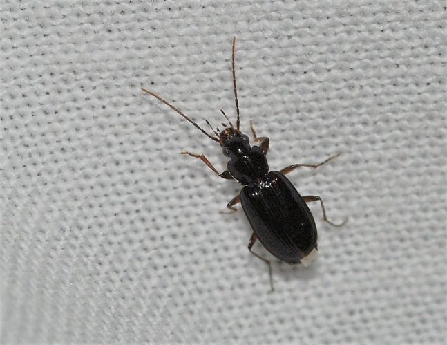 Badister dilatatus Chaudoir, 1837 &copy; Louis Westgeest