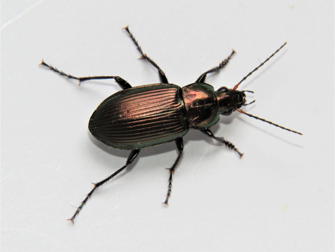 Poecilus cupreus (Linnaeus, 1758) &copy; Martien van den Heuvel