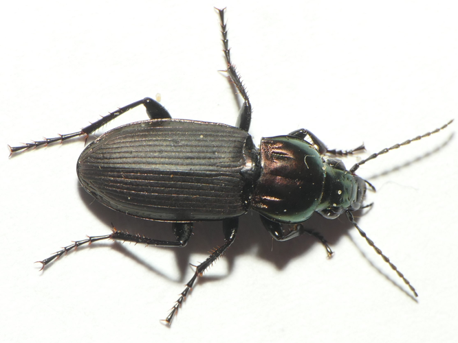 Poecilus lepidus (Leske, 1785) &copy; Dick Belgers