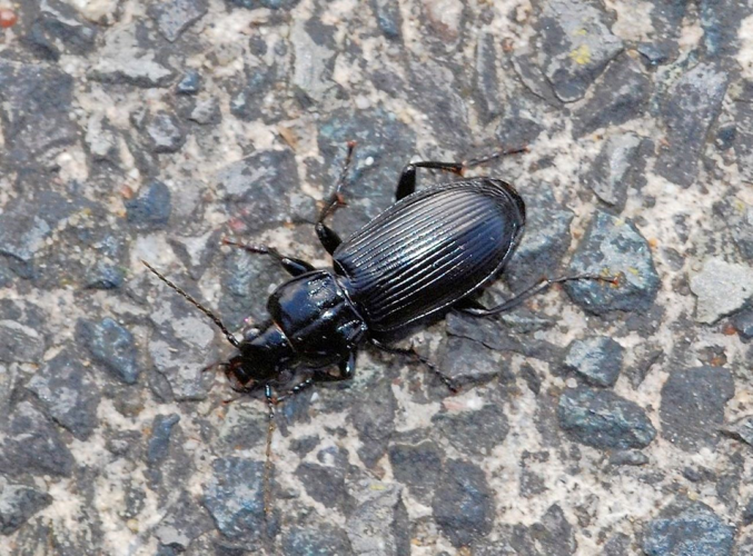 Pterostichus melanarius (Illiger, 1798) &copy; Louis Westgeest