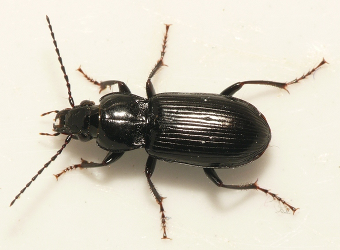 Pterostichus anthracinus (Illiger, 1798) &copy; Dick Belgers