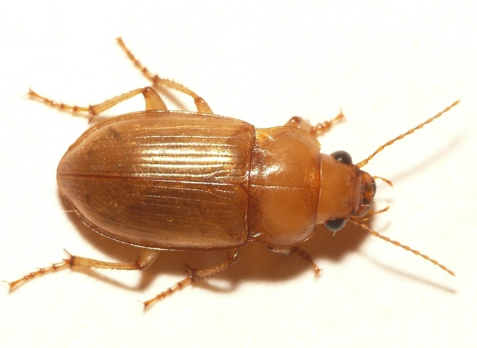 Amara fulva (O.F. Müller, 1776) &copy; Dick Belgers
