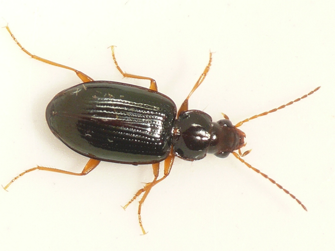 Ocys quinquestriatus (Gyllenhal, 1810) &copy; Dick Belgers
