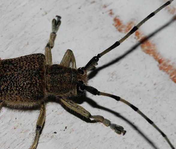 Saperda carcharias (Linnaeus, 1758) &copy; Louis Westgeest