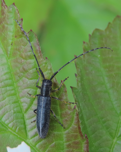 Agapanthia cardui (Linnaeus, 1767) &copy; Han Buckx