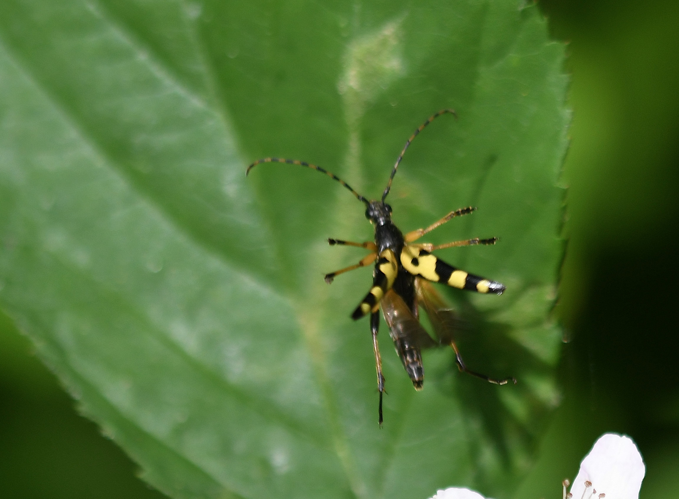 Leptura maculata Poda, 1761 &copy; Louis Westgeest