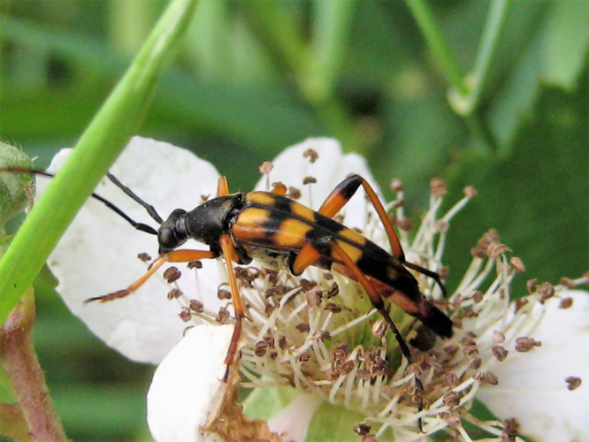 Strangalia attenuata (Linnaeus, 1758) &copy; Martien van den Heuvel