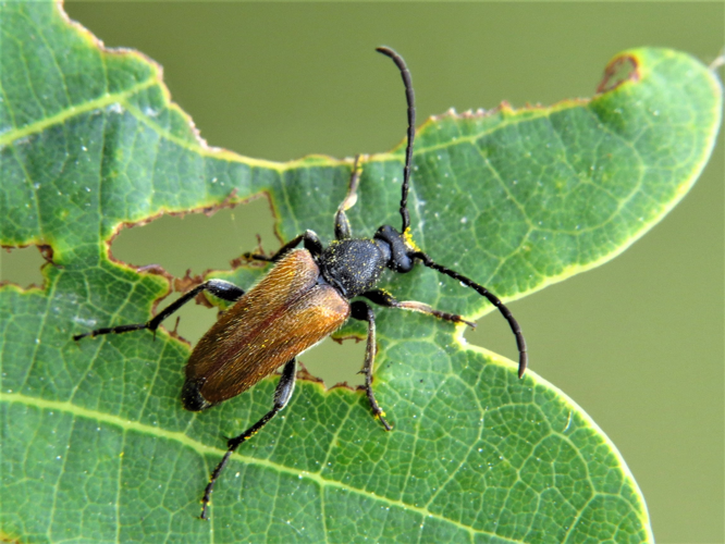 Pseudovadonia livida (Fabricius, 1777) &copy; Martien van den Heuvel
