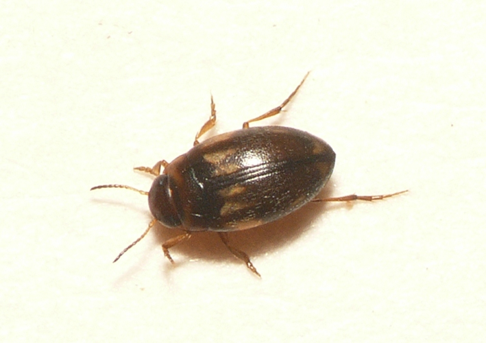 Hydroglyphus geminus (Fabricius, 1792) &copy; Dick Belgers