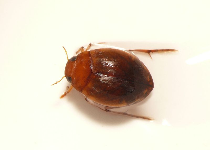 Hyphydrus ovatus (Linnaeus, 1761) &copy; Dick Belgers