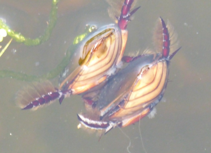 Cybister lateralimarginalis (De Geer, 1774) &copy; Tjerk Nawijn