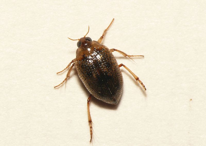 Peltodytes caesus (Duftschmid, 1805) &copy; Dick Belgers