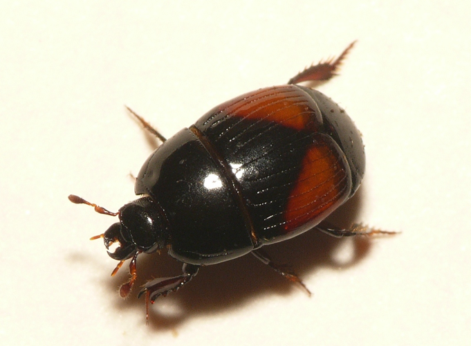 Margarinotus purpurascens (Herbst, 1791) &copy; Dick Belgers