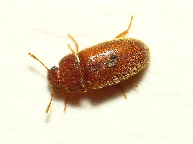 Typhaea stercorea (Linnaeus, 1758) &copy; Dick Belgers