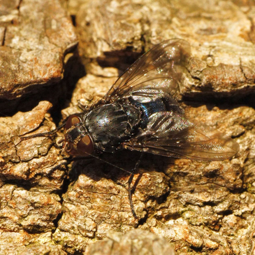 Calliphora vicina Robineau-Desvoidy, 1830 &copy; Hans Jonkman