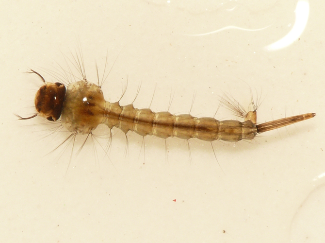 Culex pipiens Linnaeus, 1758 &copy; Dick Belgers