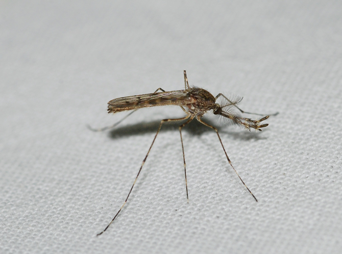 Culiseta annulata (Schrank, 1776) &copy; Louis Westgeest