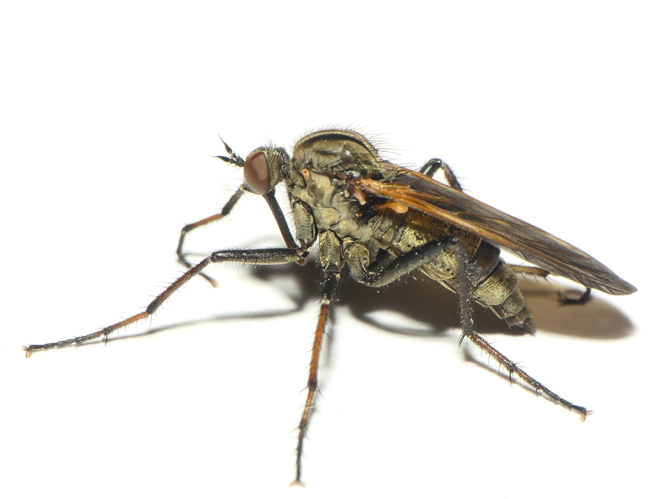 Empis tessellata Fabricius, 1794 &copy; Dick Belgers
