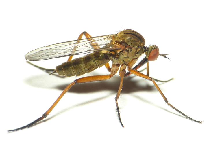 Empis livida Linnaeus, 1758 &copy; Dick Belgers