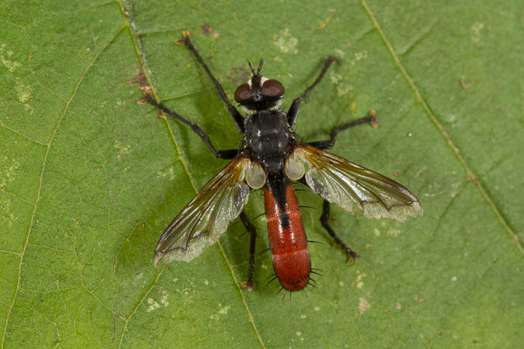 Cylindromyia bicolor (Olivier, 1811) &copy; Sandra Lamberts