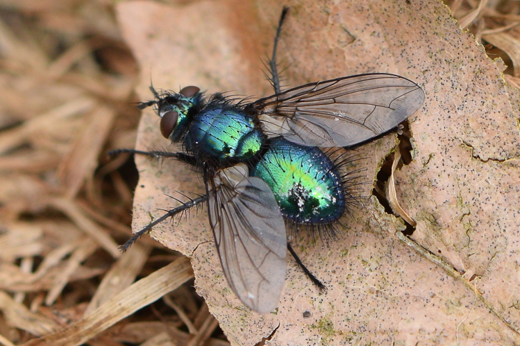 Gymnocheta viridis (Fallén, 1810) &copy; Bert Oving