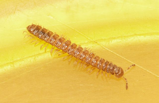 Brachydesmus superus Latzel, 1884 &copy; Dick Belgers