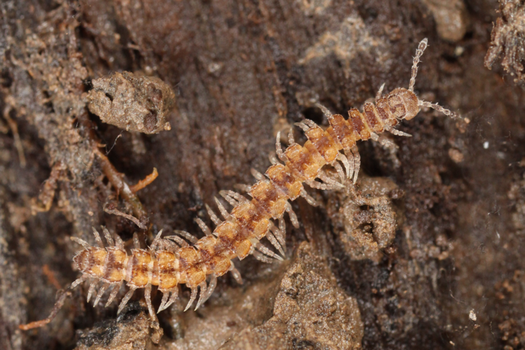Polydesmus inconstans Latzel, 1884 &copy; Anne Krediet