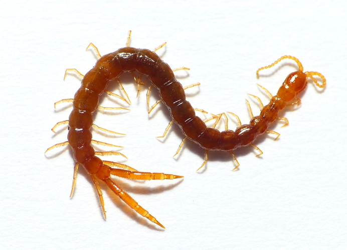 Cryptops hortensis (Donovan, 1810) &copy; Dick Belgers
