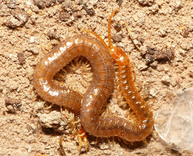 Geophilus carpophagus Leach, 1816 &copy; Dick Belgers