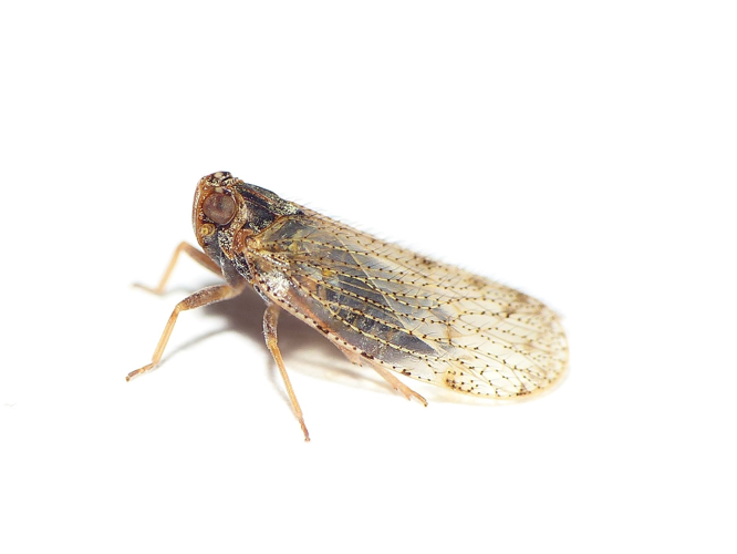 Tachycixius pilosus (Olivier, 1792) &copy; Dick Belgers