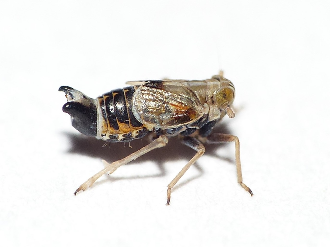 Dicranotropis hamata (Boheman, 1847) &copy; Dick Belgers