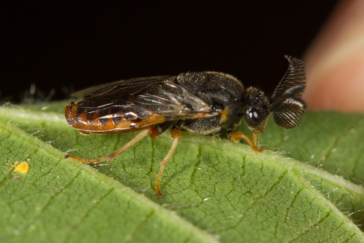 Diprion pini (Linnaeus, 1758) &copy; Sandra Lamberts
