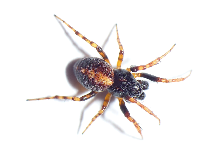 Cercidia prominens (Westring, 1851) &copy; Dick Belgers