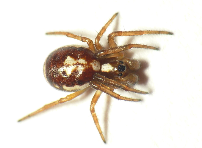 Hypsosinga albovittata (Westring, 1851) &copy; Dick Belgers