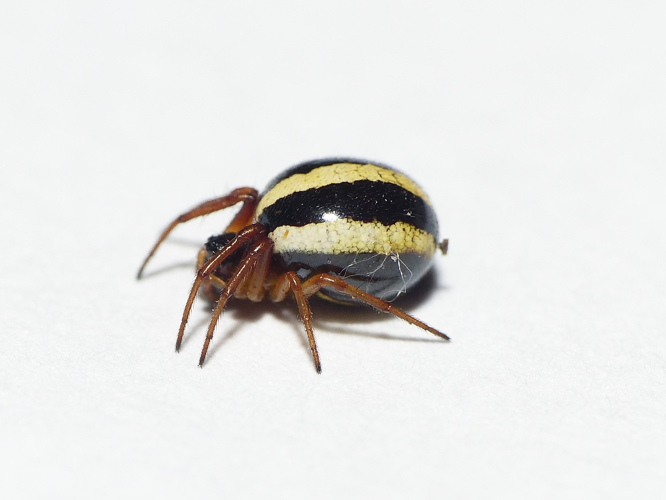 Hypsosinga pygmaea (Sundevall, 1831) &copy; Dick Belgers