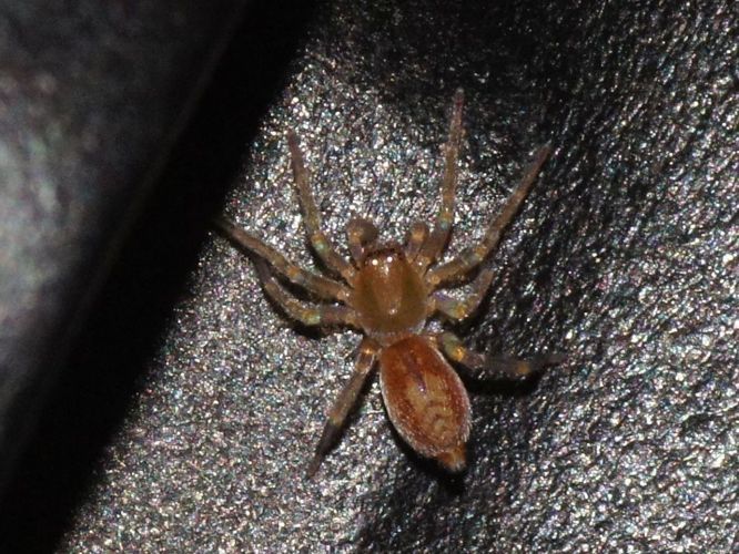 Clubiona comta C.L. Koch, 1839 &copy; Hans Jonkman