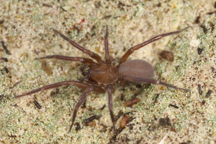 Cicurina cicur (Fabricius, 1793) &copy; Anne Krediet
