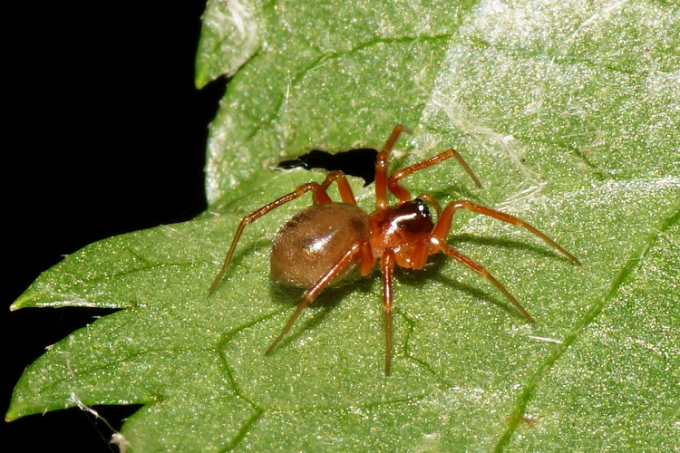 Gongylidium rufipes (Linnaeus, 1758) &copy; Hans Jonkman