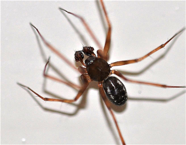 Lepthyphantes leprosus (Ohlert, 1865) &copy; Louis Westgeest