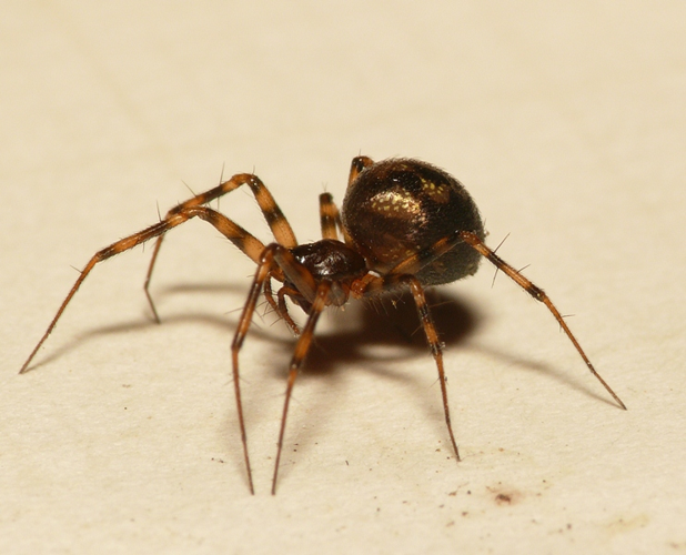 Lepthyphantes minutus (Blackwall, 1833) &copy; Dick Belgers
