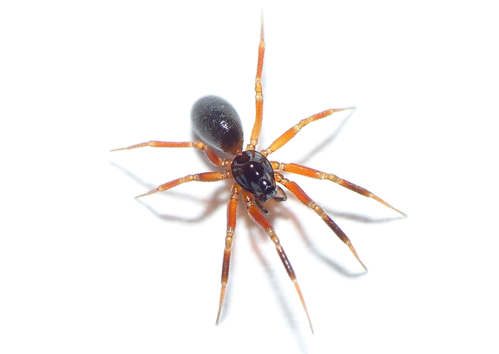 Walckenaeria atrotibialis (O. Pickard-Cambridge, 1878) &copy; Dick Belgers