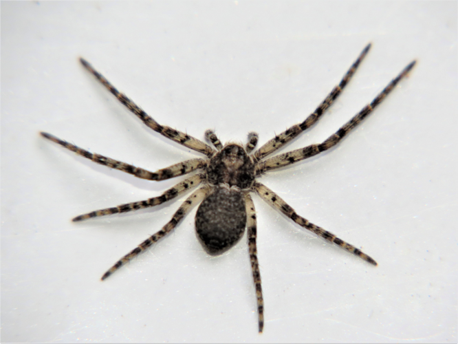 Philodromus buxi Simon, 1884 &copy; Martien van den Heuvel