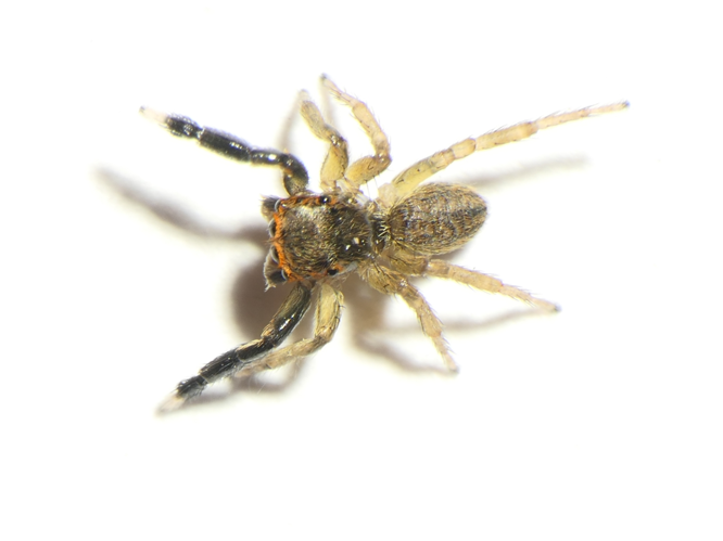 Euophrys frontalis (Walckenaer, 1802) &copy; Dick Belgers