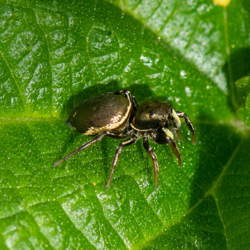 Heliophanus auratus C.L. Koch, 1835 &copy; Wijnand van Buuren